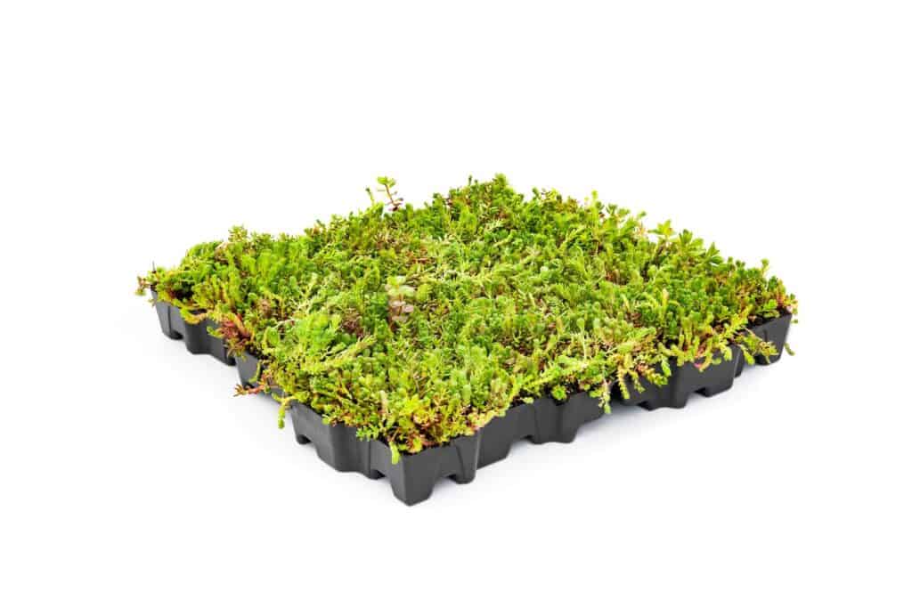 MobiRoof Green Roof Systems | Gardenscapes